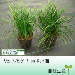 リュウノヒゲ　9cmポット苗x2ポット
