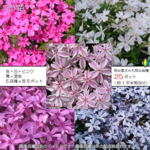 芝桜25ポット／初心者向け５品種ｘ５ポット（9cmポット苗ｘ25）｜ishiguro-suzuka