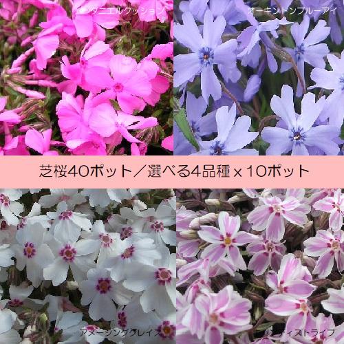 芝桜 関東