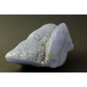 ☆オンコプリスティス（ノコギリエイ目）棘の化石☆73．8mm