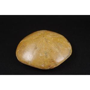 タコノマクラ（ウニの化石）１３８ｇ｜ishino-hana