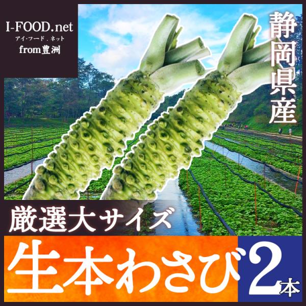 静岡県産 本わさび 2本セット 生わさび わさび 送料 豊洲市場よりお届けいたします グルメ ギフト...