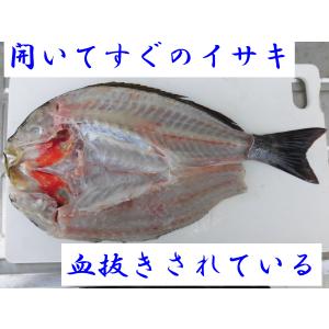 【一本釣りイサキ干物】即血抜きで臭み極少|旨味...の詳細画像2