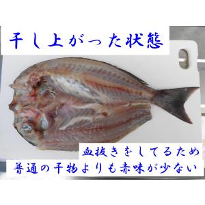 【一本釣りイサキ干物】即血抜きで臭み極少|旨味...の詳細画像3