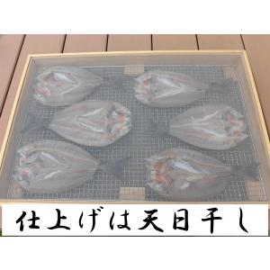 【一本釣りイサキ干物】即血抜きで臭み極少|旨味...の詳細画像4