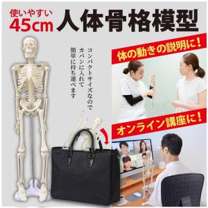 人体模型 骨格標本 45cm 台座付き 合計7カ所部位可動可能