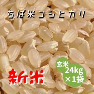 米 お米 玄米 24kg ×１袋 ちば米 コシヒカリ 令和5年産 本州四国 送料無料 小分け不可 綺...