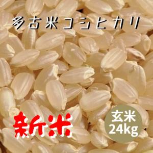 米 お米 玄米 24kg (8kg×3袋) 多古米 コシヒカリ 令和5年産 本州四国 送料無料 小分け可 綺麗仕上 異物除去 石抜き済 25kg ⇒24kgへ変更｜isobekomeya