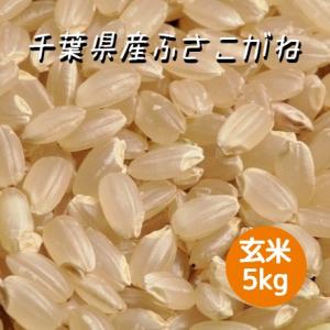 米 玄米 5kg ふさこがね 令和5年産 本州四国 送料無料 紙袋 綺麗仕上 異物除去 石抜き済 お...