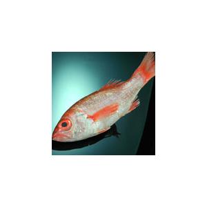 貴重な魚!のどぐろ干物(一夜干し)1枚115g...の詳細画像1