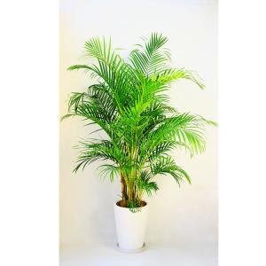 フェニックスロベレニー 12号 八丈島産 ツインタイプ ヤシの木