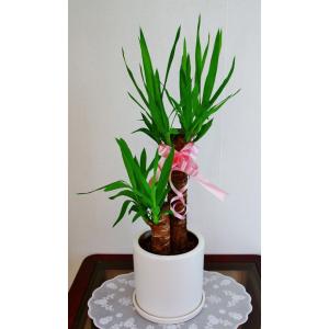 開店祝い1万5千円　観葉植物　ユッカ6号　陶器鉢（受皿付）　16,500円（15,000円）｜ispecial