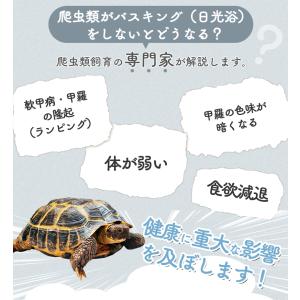 新品タイマー機能付き登場!両生類用ライト 爬虫...の詳細画像1