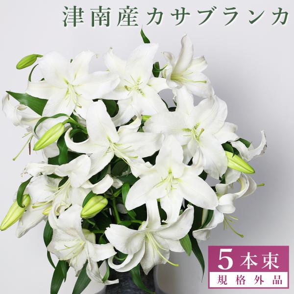 カサブランカ 規格外品 5本束セット