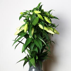 カサブランカ 規格外品 10本束セットの詳細画像3