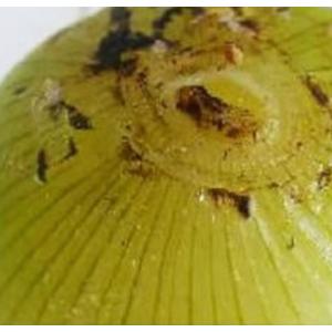 ☆完熟フルーツ玉ねぎ 8kg 淡路島 『玉ねぎ工房善太』送料無料 2025年12月20日受注終了