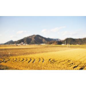 精米 お米 5kg 福井県産 いちほまれ 令和...の詳細画像3