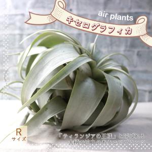 エアープランツ キセログラフィカ XLサイズ ロングリーフタイプ