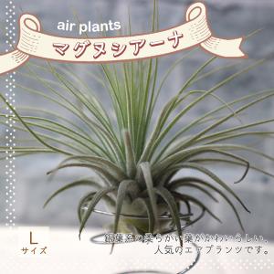 耐寒性ユッカ◇レクルビフォリア・バリエガータ◇庭用リゾート