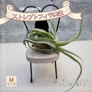 ITANSE ビスマルキア ノビリス シルバー 観葉植物 7号/1個売り 観葉