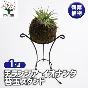 数量限定」エアープランツ 吊り下げ インテリア チランジア