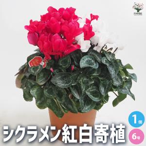 おしゃれ 観葉植物：斑入り ハスノハギリ ラブリーハート*鉢植え 受皿