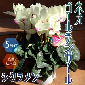 クリスマスローズ 吉田園芸 アンティークピエラ 0218-040 現品販売