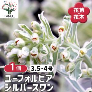 クリスマスローズ苗 開花見込大株 ダブルホワイトブロッチ 杉山交配