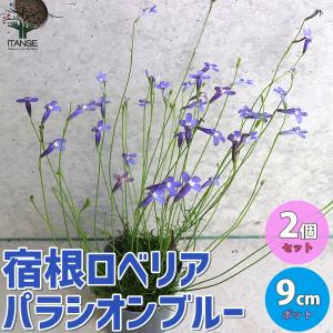 ロベリアブルーの商品一覧 通販 Yahoo ショッピング