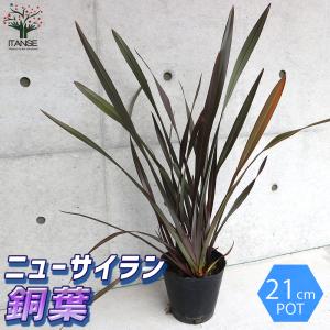 ニューサイラン 銅葉 樹高約0.7m 送料無料 大株 庭木 苗木 鉢植え 人気