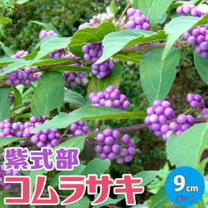 ITANSE ムラサキシキブ(紫式部) コムラサキ 庭木 3号ポット苗 1個売り 庭木 植木 花木 観賞用 プレゼント 贈答 送料無料 イタンセ公式