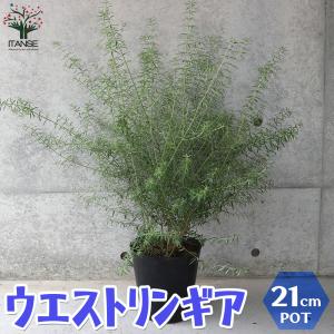 ITANSE ウエストリンギア (花色：淡紫) 庭木 7号ポット大苗 1個売り 庭木 植木 花木 観賞用 プレゼント 贈答 送料無料 イタンセ公式