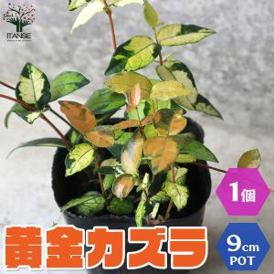 斑入り庭木 苗木 植木 の商品一覧 花 ガーデニング 通販 Yahoo ショッピング