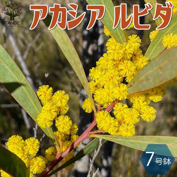 ITANSE アカシア ルビダ 庭木 7号ポット苗 1個売り 庭木 植木 花木 観賞用 新生活 プレ...