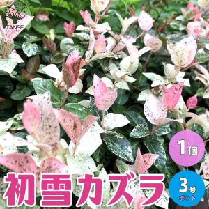 カズラのランキングtop100 人気売れ筋ランキング Yahoo ショッピング