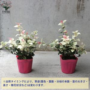 カズラのランキングtop100 人気売れ筋ランキング Yahoo ショッピング