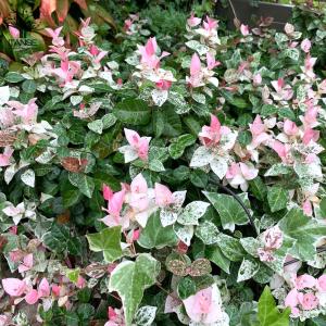 カズラのランキングtop100 人気売れ筋ランキング Yahoo ショッピング