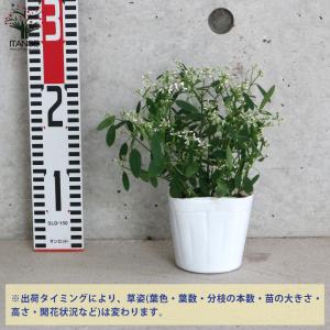 ITANSE ユーフォルビアの苗 スノーブリザ...の詳細画像1