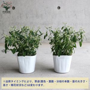 ITANSE ユーフォルビアの苗 スノーブリザ...の詳細画像2