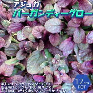 アジュガ 苗の商品一覧 通販 Yahoo ショッピング