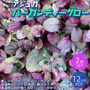 アジュガ ピンクの商品一覧 通販 Yahoo ショッピング