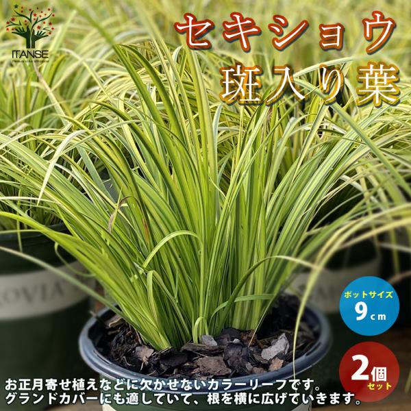 ITANSE セキショウ 斑入り葉 花苗 9cmポット苗 お買い得2個セット カラーリーフ グランド...