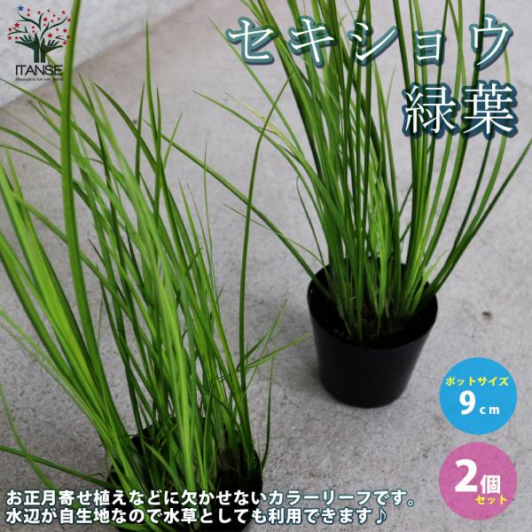 ITANSE セキショウ 緑葉 花苗 9cmポット苗 お買い得2個セット セキショウ カラーリーフ ...