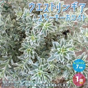 ウエストリンギア スモーキーホワイト【庭木 7号鉢／1個売り
