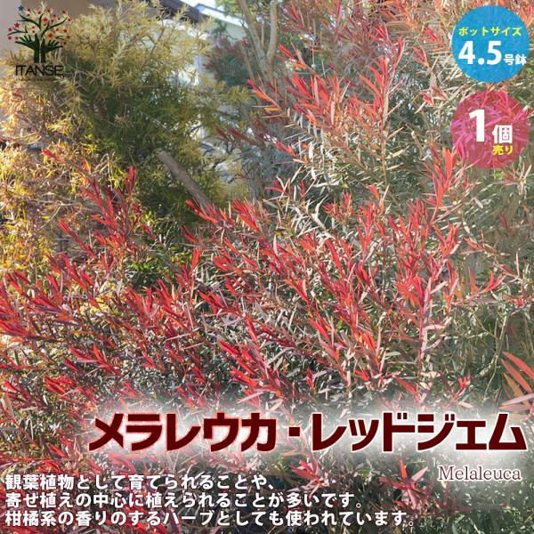 ITANSE メラレウカ・レッドジェム 庭木 庭園樹木・ハーブ 4.5号鉢 1個売り 庭木 植木 花...