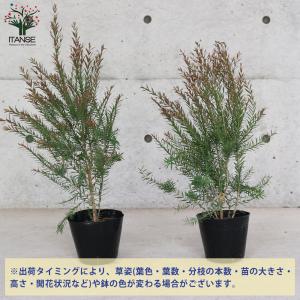 ITANSE メラレウカ・レッドジェム 庭木 ...の詳細画像2
