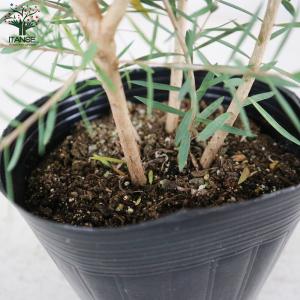 ITANSE メラレウカ・レッドジェム 庭木 ...の詳細画像3