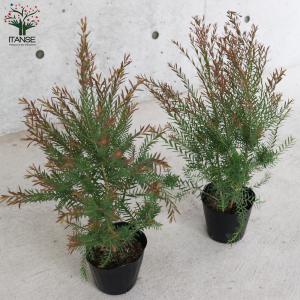 ITANSE メラレウカ・レッドジェム 庭木 ...の詳細画像5