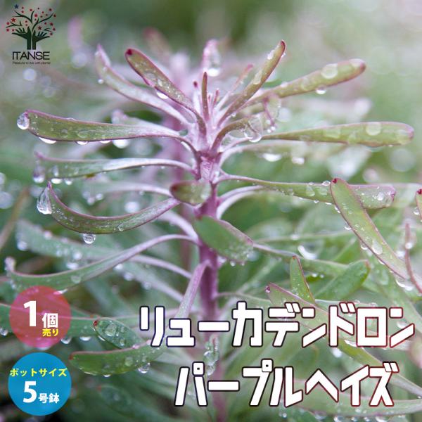 ITANSE リューカデンドロン・パープルヘイズ 庭木 花木苗 5号鉢 1個売り 庭木 植木 花木 ...