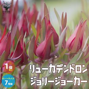 寒さに強い常緑樹の商品一覧 通販 Yahoo ショッピング